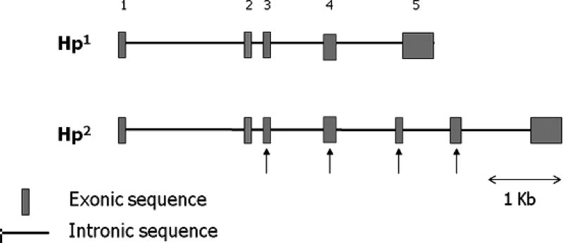 An external file that holds a picture, illustration, etc., usually as some form of binary object. The name of referred object is rmmj_2-2-e0047f1.jpg